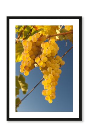 green verdicchio grapes growing on vine ready for harvest