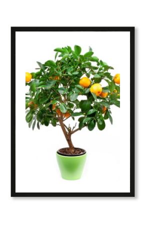 Small tangerines tree