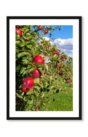 Streuobstwiese