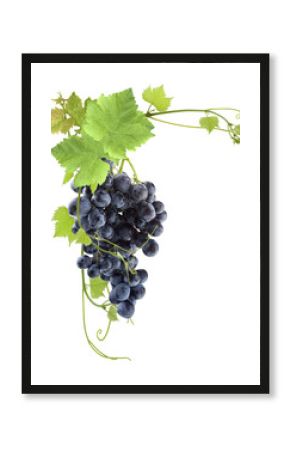 grappe de raisin rouge