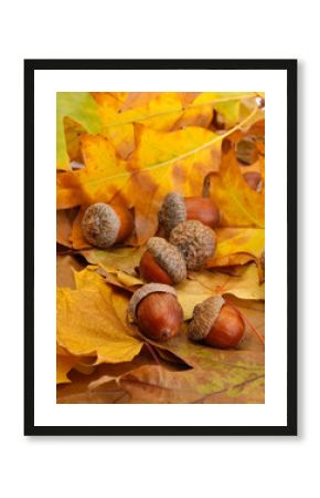 brown acorns on autumn leaves, close up