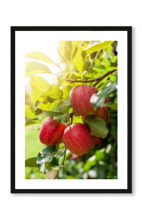 Red apples on a branch