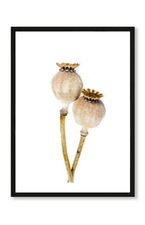 dried poppy heads isolated on white