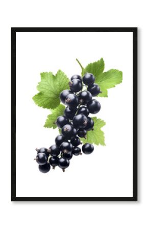 Black currant new isolated on white background