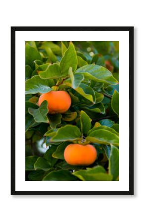 Ripe persimmon fruit hanging on the tree