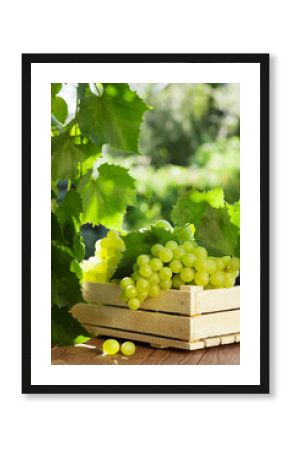 Vine and bunch of white grapes