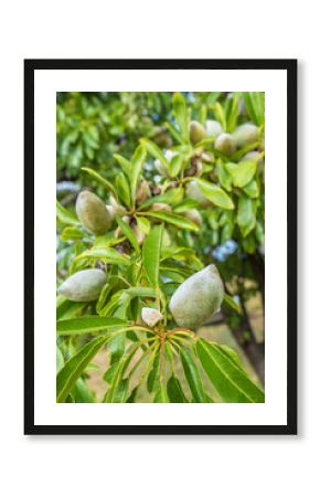 closeup of green almonds growing on branch of tree