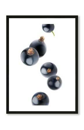 Isolated falling black currants