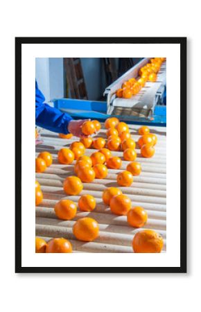Manual checking of tarocco oranges in the carriage of a modern production line
