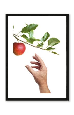 Picking an apple from a tree