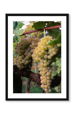Brunch of trebbiano grapes on the vine (Vitis vinifera),