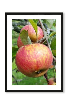 Muskat Renette, Apfel, Malus, domestica, Alte Apfelsorte