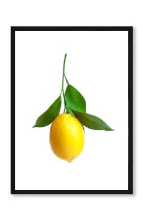 Ripe yellow lemon on white background