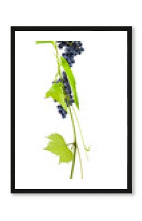 grappes de raisin rouge et pampre de vigne, fond blanc