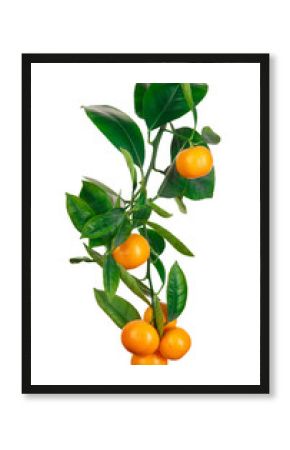 tangerines on branch isolated on white