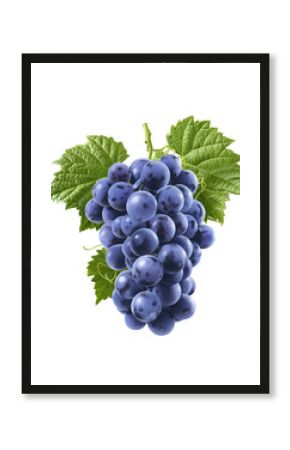 Blue grapes isolated on white background. Vertical composition