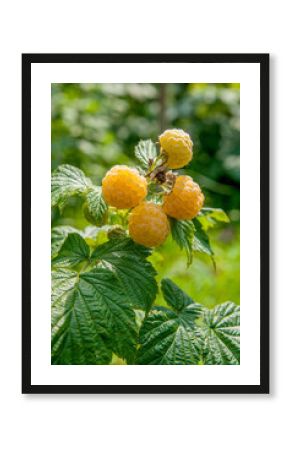 Close up of the ripe and unripe yellow raspberry in the fruit garden. Growing natural bush of yellow raspberry. Branch of yellow raspberry in sunlight..