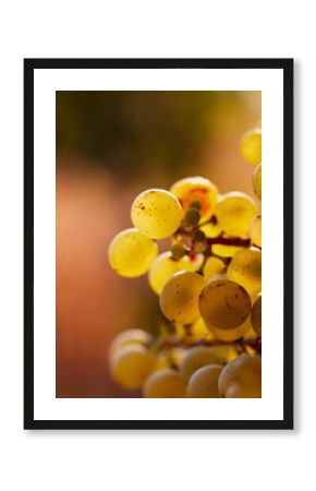 Close-up yellow grapes growing on vine in bright sunshine