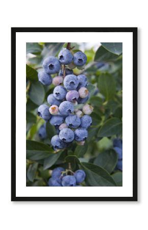 Blueberries -  Blue ripe berries on the healthy green plant. Food plantation - blueberry field, orchard.