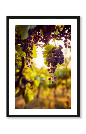 The sun shines through a grapevine with blue grapes