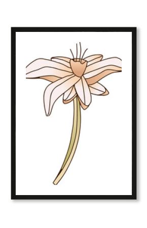 Floral illustration is showing stem, peach petals, heart core, stamens on transparent background