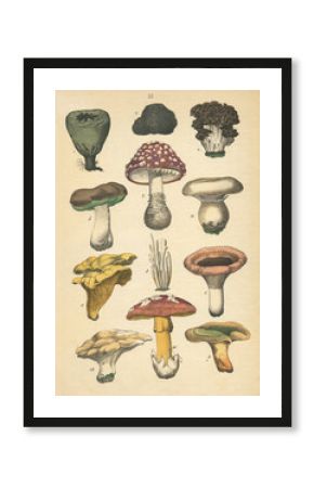 A sheet of antique botanical chromolithography with mushrooms of the late 19th century. Copyright has expired on this artwork.