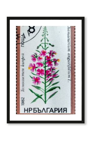 Postage stamp 'Chamerion angustifolium' printed in Bulgaria. Series: 'Plant, Flower', 1982