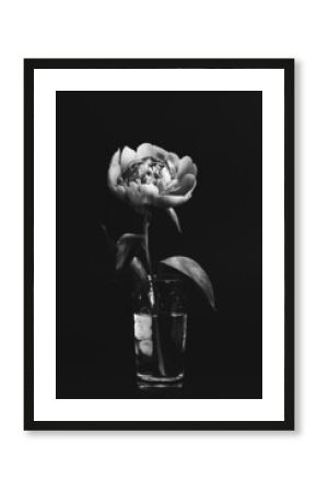 Peony in glass vase on black background. Black and white photo. Floral card, poster design. Selective focus