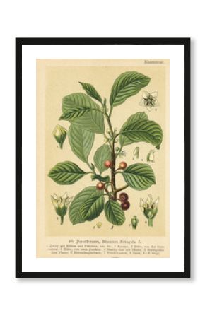 Original antique botanical chromolithograph of Rhamnus frangula, was published by Verlag von Fr. Eugen Kohler, 1895. Copyright has expired 