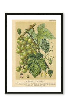 Original antique botanical chromolithograph of green grapes, was published by Verlag von Fr. Eugen Kohler, 1895. Copyright has expired on this artwork