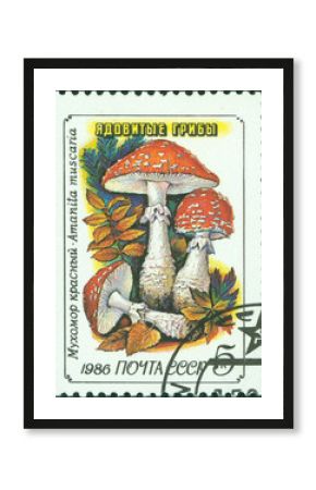 stamp printed in USSR, shows Amanita muscaria
