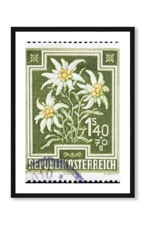 Group of edelweiss on austrian postage stamp