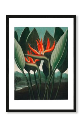 Bird of paradise flowers vintage illustration wall art print and poster design remix from the original artwork.