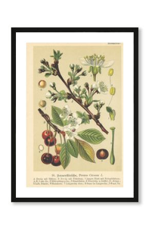 Original antique botanical chromolithograph of cherry, Prinus Cerasus, was published by Verlag von Fr. 1895. Copyright has expired on this artwork.