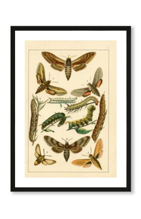 Original antique lithography of the 1890s-1900s with images of butterflies. Copyright has expired on this artwork.