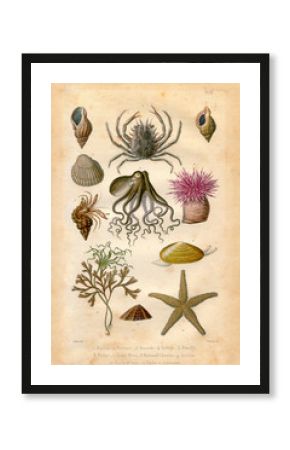 Histoire naturel : Fond Marin