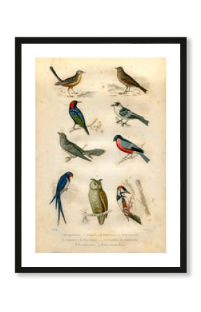 Natural history : Birds