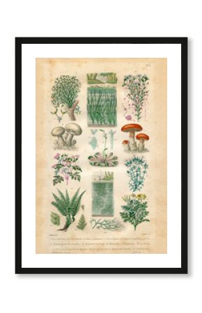 Natural history : plants and flowers