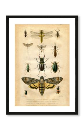 Histoire naturelle : Les insectes