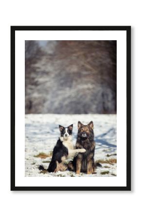 Owczarek niemiecki. Border collie. Rasowy pies. Szkolenie psów. Inteligentne psy. Portrety psów. Zabawa ze zwierzakiem. Psie sesje zdjęciowe na letniej łące. śmieszne psy. Pupile.