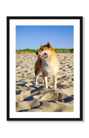 Shiba Inu