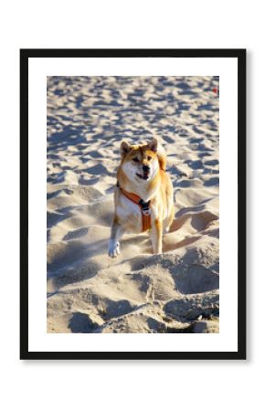 Shiba Inu