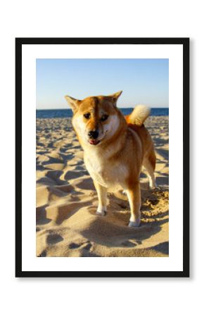 Shiba Inu