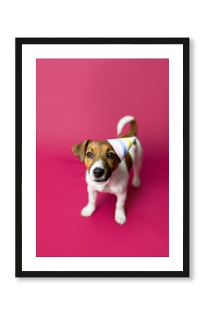 Wesoły pies robi śmieszne miny, prosi i pozuje do zdjęć,  jack rassel terier, Dog begging for food or treat standing on hind legs against solid color backdrop 