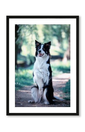Border collie. Rasowy pies. Szkolenie psów. Inteligentne psy. Portrety psów. Zabawa ze zwierzakiem. Psie sesje zdjęciowe. Śmieszne psy. Słodki pies. Ulubieniec. Urocza poza.
