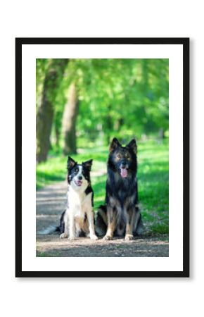 Owczarek niemiecki. Border collie. Rasowy pies. Szkolenie psów. Inteligentne psy. Portrety psów. Zabawa ze zwierzakiem. Psie sesje zdjęciowe na letniej łące. śmieszne psy. Pupile. 