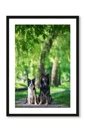 Owczarek niemiecki. Border collie. Rasowy pies. Szkolenie psów. Inteligentne psy. Portrety psów. Zabawa ze zwierzakiem. Psie sesje zdjęciowe na letniej łące. śmieszne psy. Pupile. 