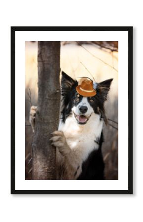 Border collie. Rasowy pies. Szkolenie psów. Inteligentne psy. Portrety psów. Zabawa ze zwierzakiem. Psie sesje zdjęciowe. Śmieszne psy. Słodki pies. Ulubieniec. Urocza poza.