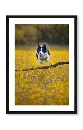 Border collie. Rasowy pies. Szkolenie psów. Inteligentne psy. Portrety psów. Zabawa ze zwierzakiem. Psie sesje zdjęciowe. Śmieszne psy. Słodki pies. Ulubieniec. Urocza poza.