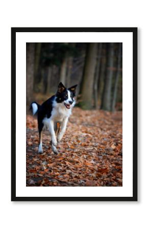Border collie. Rasowy pies. Szkolenie psów. Inteligentne psy. Portrety psów. Zabawa ze zwierzakiem. Psie sesje zdjęciowe. Śmieszne psy. Słodki pies. Ulubieniec. Urocza poza.